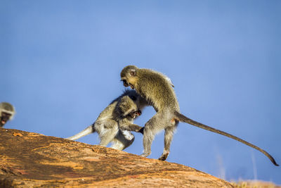 Low angle view of monkey sitting on rock against clear blue sky