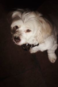 Portrait of dog