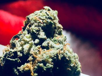 Close-up of fresh green plant against sky