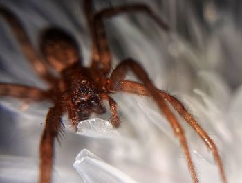 Close-up of spider