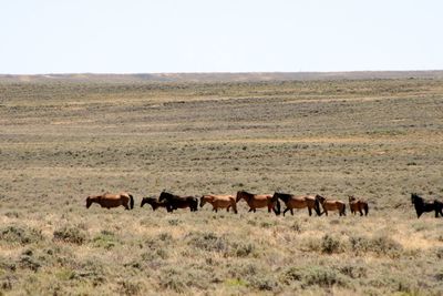 Horses in a field