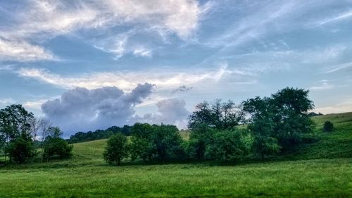 Trees on field against sky