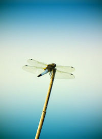 Close-up of dragonfly on leaf against blue sky
