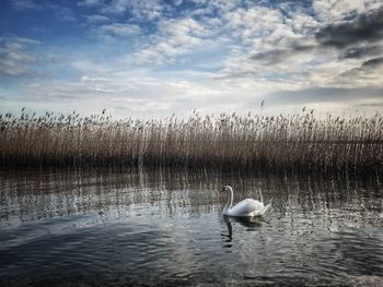 Swans swimming on lake against sky