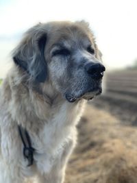 Close-up of dog looking away