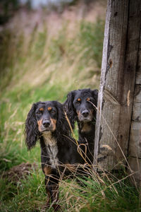 Portrait of dog on grass