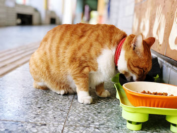 Close-up of ginger cat eating food on footpath