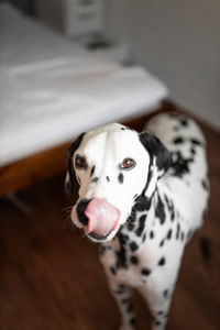 Portrait of white dog at home