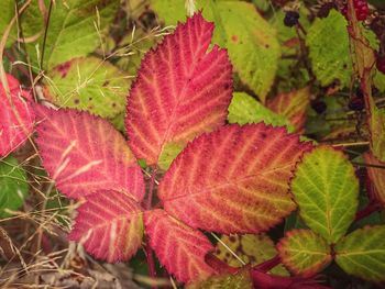 Close-up of red maple leaves