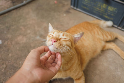 Close-up of cat