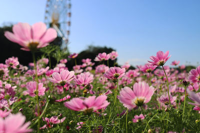 Close-up of pink cosmos flowers growing in field