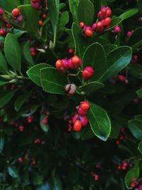 Close-up of red berries growing on tree