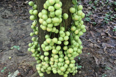 High angle view of grapes in vineyard