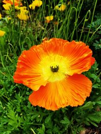 Close-up of orange poppy blooming outdoors