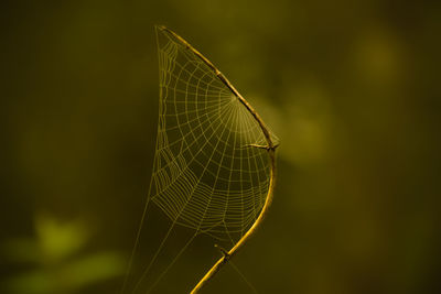 Close-up of spider web