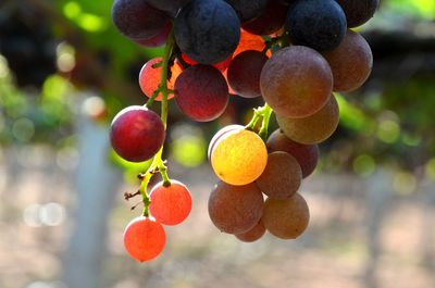 Close-up of grapes