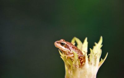 Close-up of frog on leaf