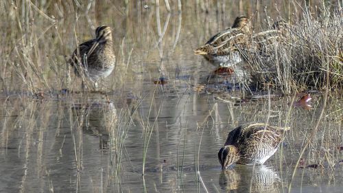 Birds in a lake