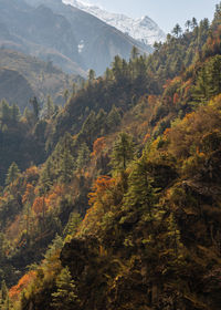 High angle view of trees on mountain