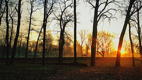 Bare trees at sunset