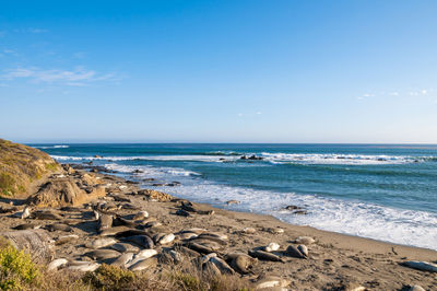 Scenic view of beach against clear blue sky