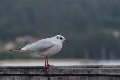 Close-up of seagull perching on retaining wall