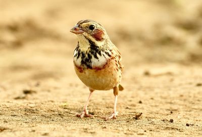 Close-up of bird on land