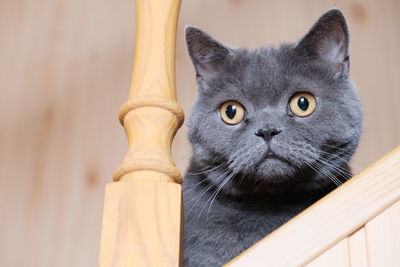 Close-up portrait of a cat