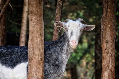 Portrait of goat standing by trees