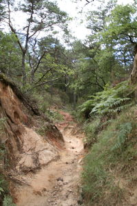 Scenic view of forest