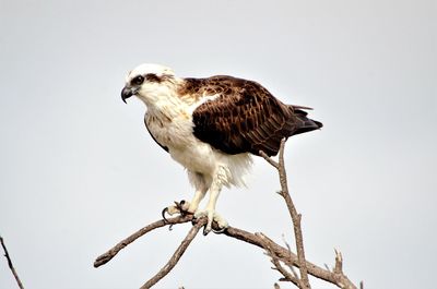 Low angle view of eagle perching on branch against sky