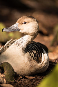 Close-up of a bird