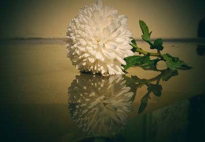 Close-up of flower in water