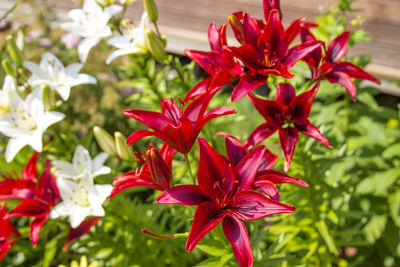 Close-up of red flowers blooming outdoors