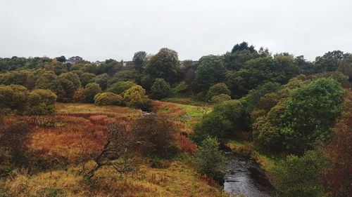 Scenic view of river in forest against sky