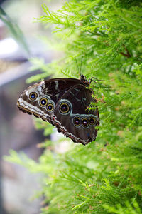 Close-up of butterfly on plant