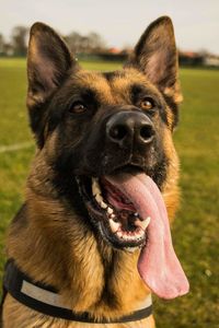 Close-up of dog standing on field