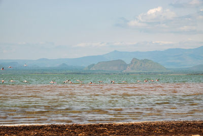 Lesser flamingos at lake elementaita with sleeping warrior hill in the background in soysambu, kenya