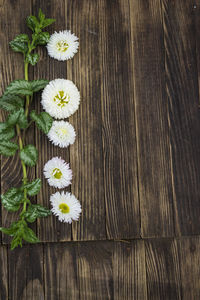 High angle view of daisies on table
