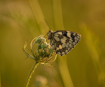 Marbled white english butterfly black spotted wings perched on wild flowers spring view