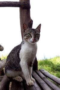 Portrait of cat sitting on wooden seat