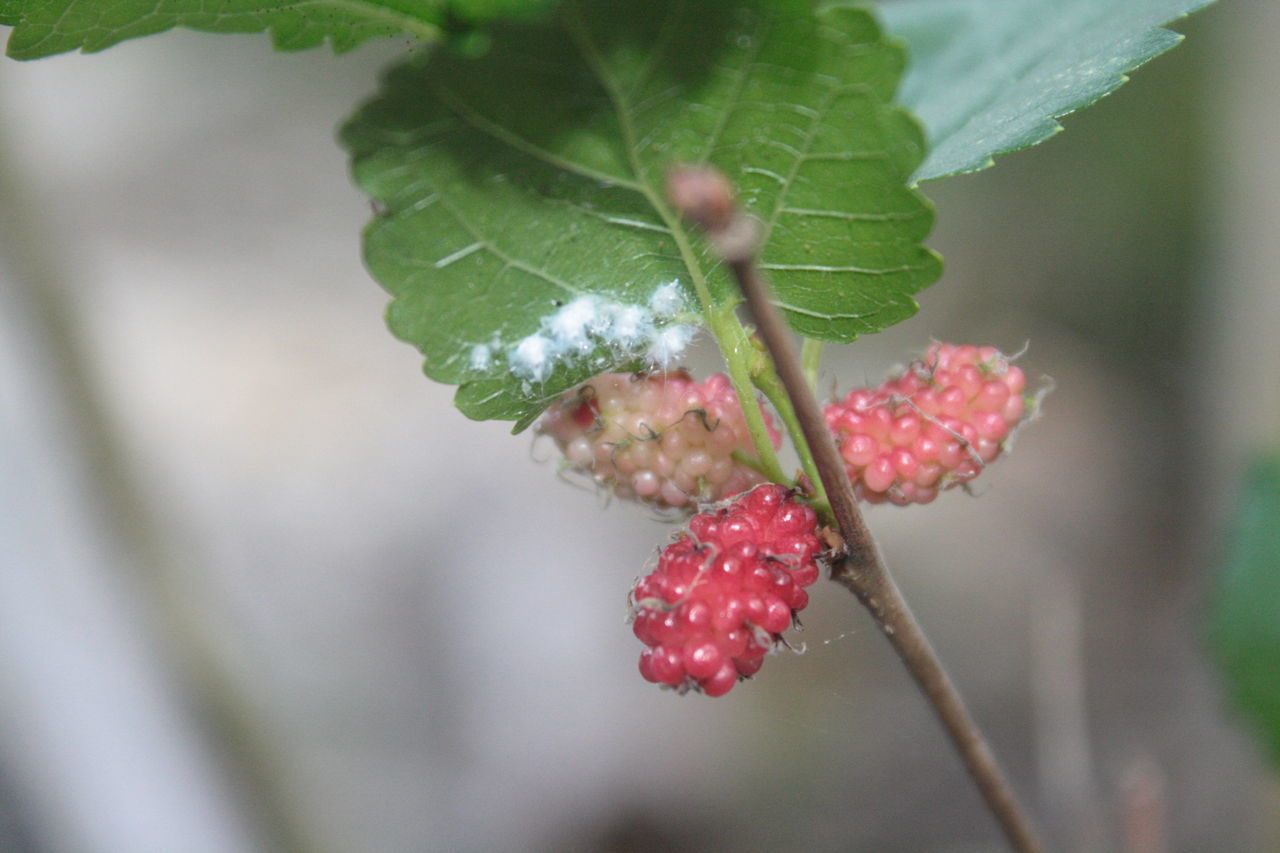CLOSE-UP OF STRAWBERRY PLANT