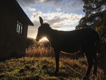 View of an animal on field against sky