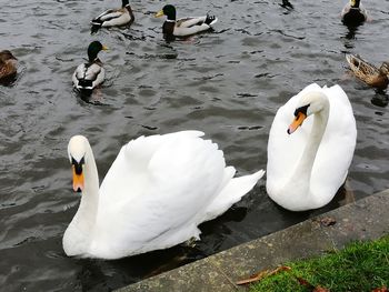 High angle view of swans swimming in lake