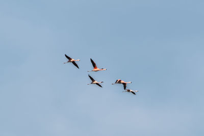 flying