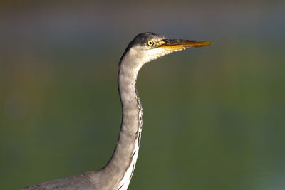 Close-up of a bird