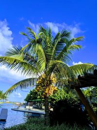 Palm trees against blue sky