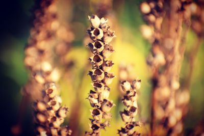 Close-up of flowering plant growing on field