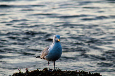 Close-up of seagull perching on the beach