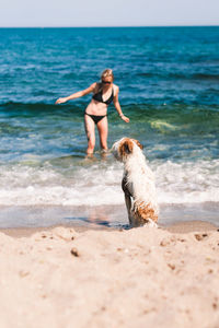 Dog on beach